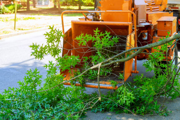 Prairie Du Chien, WI Tree Services Company